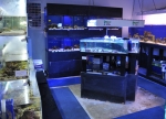 Saltwater Fish