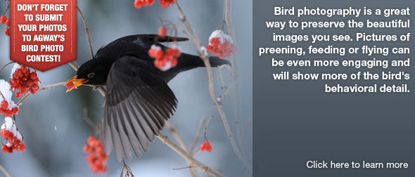 Taking Photos of Birds