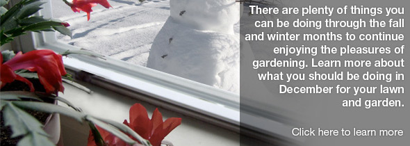 Gardening Tips for December