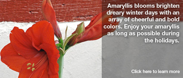 Holiday Amaryllis