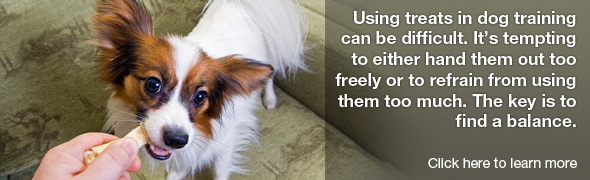 Know How to use Dog Treats Properly in Training