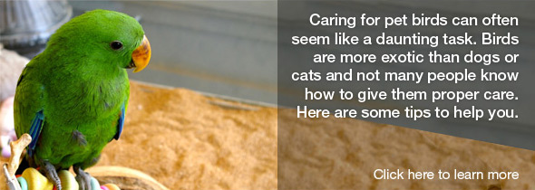 Caring for Pet Birds: A Few Helpful Tips