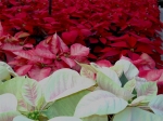 Poinsettias