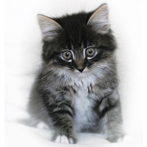  Cat Adoption Day