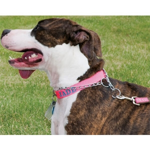 Adoption for Dogs Deserve Better