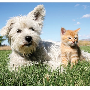 The Georgetown SPCA Adoption Event