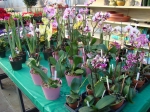 Amaryllis and orchids- the 'new' poinsettia