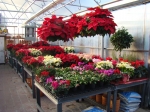 Beautiful traditional blooms for the seasonal atmosphere