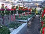 Deck the halls, your garden and your door with wreaths.