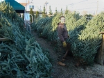 Search for that perfect tree for your home.