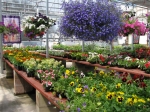 Annuals