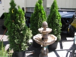 Cedar Trees and Statuary