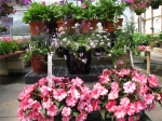 Impatiens