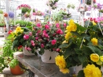 Begonias