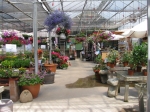 Annuals