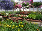 Pansies