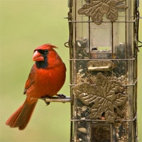 20% off reg. price on all bird feeders