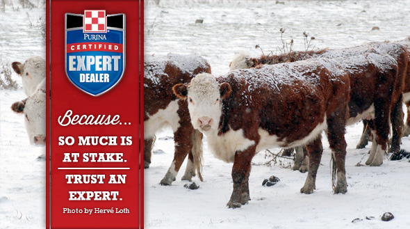 Cattle Trust an Expert