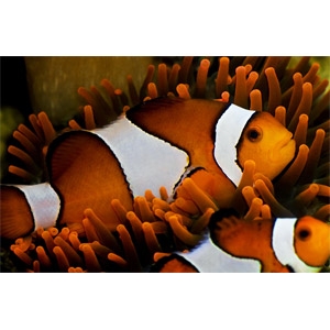 20% Off Any Live Fish!