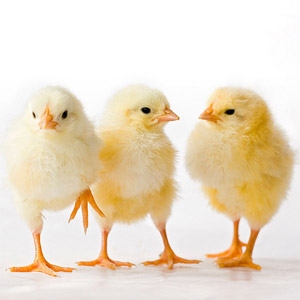 Chick MONTHS!