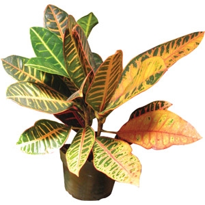 50% Off Potted Crotons