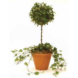 70% Off   Ivy Topiaries