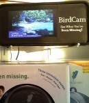 Bird Cams
