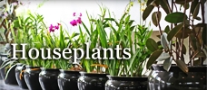 Houseplants