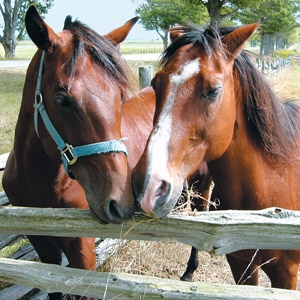 3rd Annual Agriventures Agway Equine & Pet Event