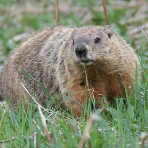 Groundhogs Groundbreaking Deal Rodenticide 15% off