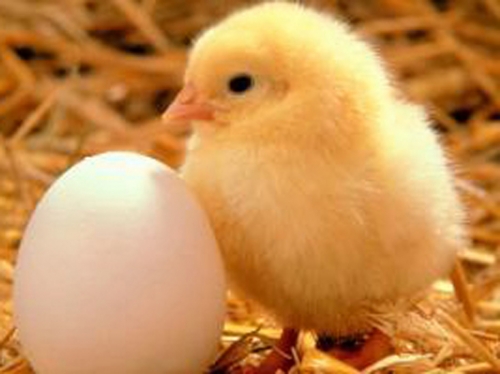 Poultry Booking