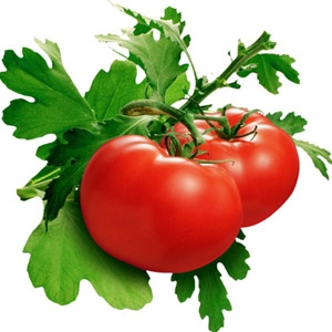 25% off Agway Litho Seed Packets