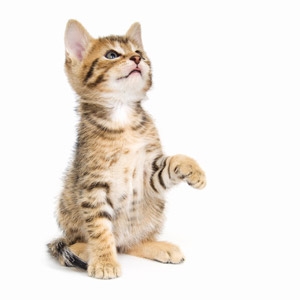 Cat Adoption Day
