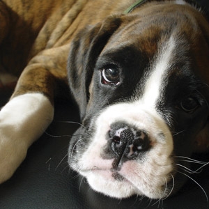 Animal Vaccination Clinic
