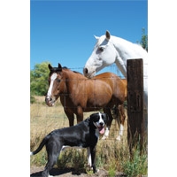 Vaccination Clinic for Horses & Dogs