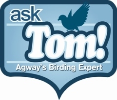 Ask Tom - Birding Seminar