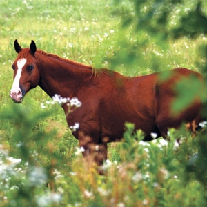 Buy Any Equine Apparel Item and Get 2nd Half Off