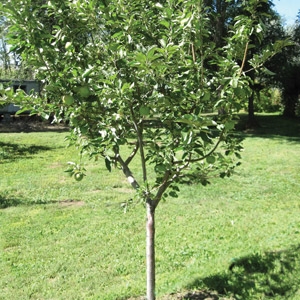 Fruit Tree Care Seminar