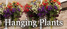 Hanging Plants