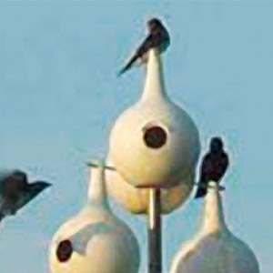 “Build and Bling Gourd Birdhouses” Presented by Jack Fulton