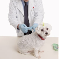 Rabies and Shot Clinic