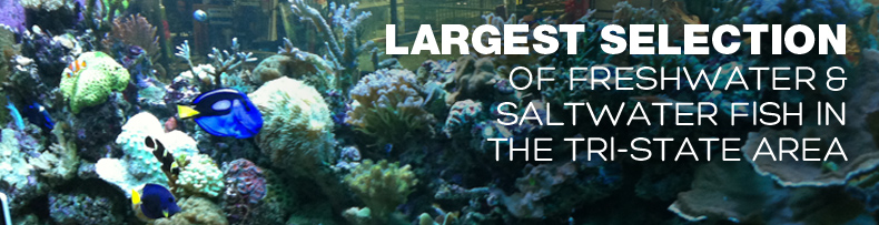 Largest Selection