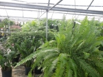 Hot House: Tropical Plants