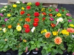 Perennials: Primroses & More