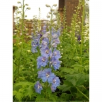 Perennials: Delphiniums