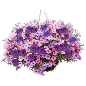 Hanging Baskets Starting at $16.99 