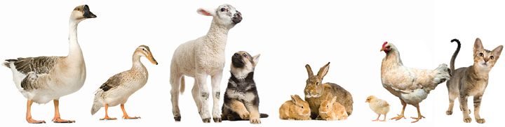 Small Animals