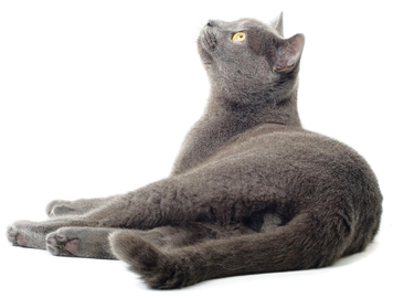 Cat Pic