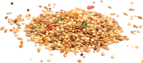 Bird Seed