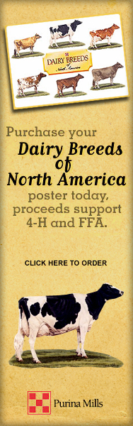 Purina Dairy Breed Poster